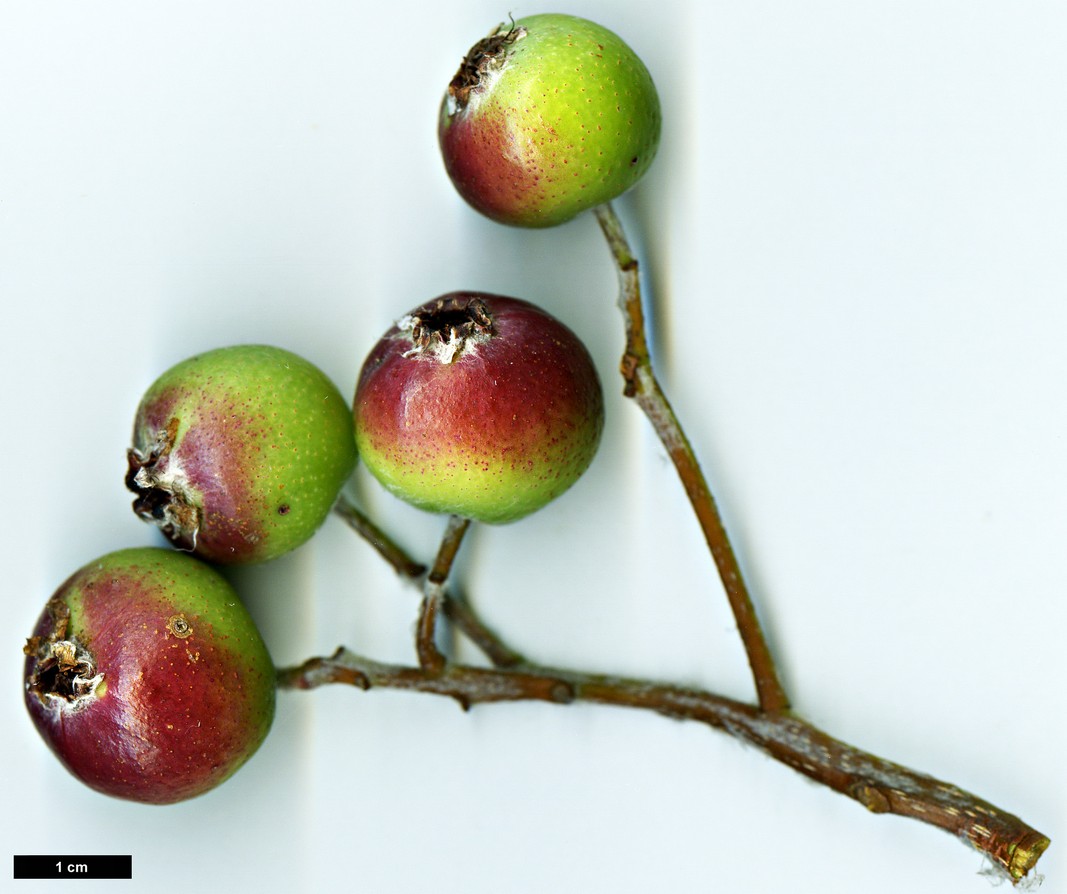 High resolution image: Family: Rosaceae - Genus: Sorbus - Taxon: sharmae